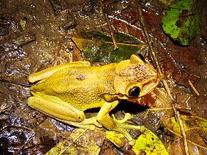 Descrizione dell'immagine Trachycephalus jordani Ecuador.jpg.
