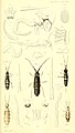 Thysanura hibernica plate11