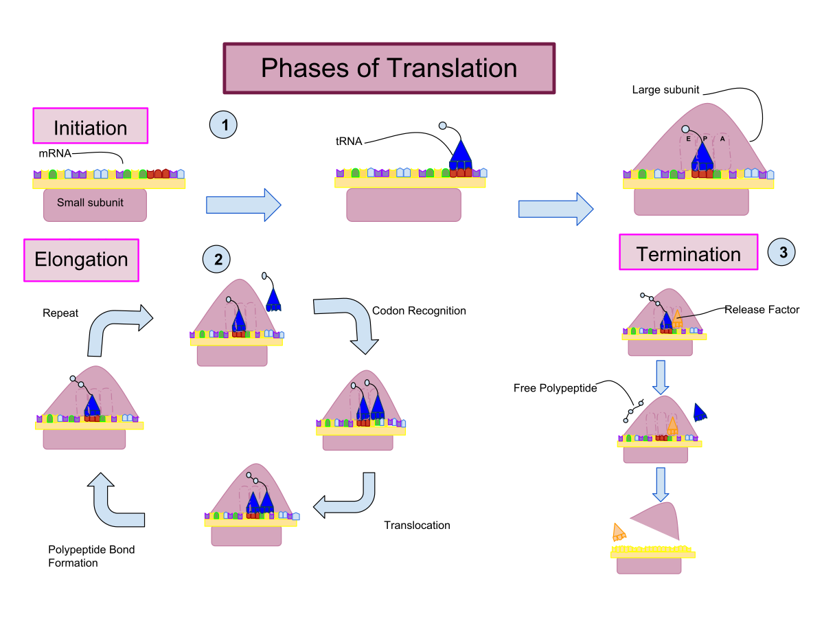 Translating process. Translation elongation. Translation Biology. Translation initiation. Translation process Stages.