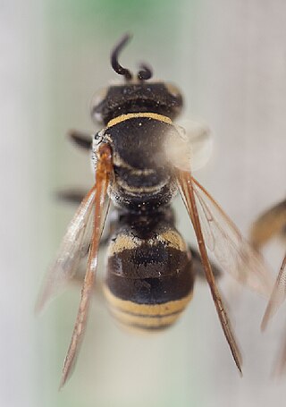 <i>Triepeolus mexicanus</i> Species of bee