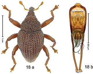 <i>Trigonopterus costatulus</i> Species of beetle