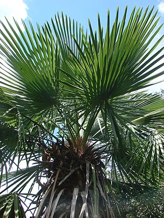 <i>Trithrinax brasiliensis</i> Species of palm