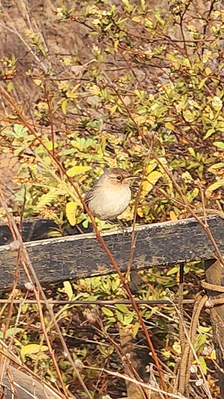 <span class="mw-page-title-main">Socorro wren</span> Species of bird