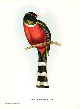 Mexicaanse trogon