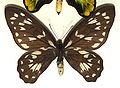 female Ornithoptera victoriae regis