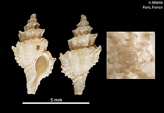 <i>Trophonopsis aberrans</i> Species of gastropod