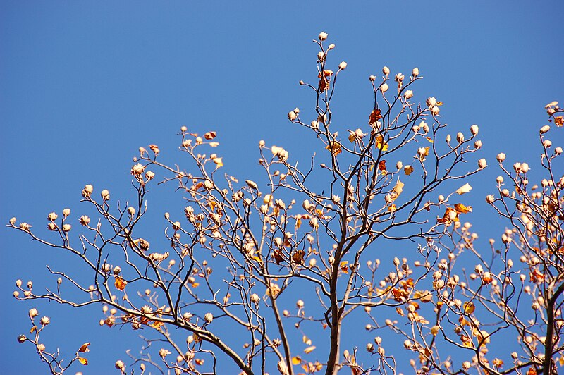 File:Tulip Tree Liriodendron tulipifera Treetop Flowers Closeup 3008px.jpg