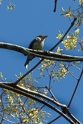 <span class="mw-page-title-main">Tumbes pewee</span> Species of bird