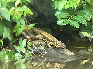 <i>Tupinambis cuzcoensis</i> Species of lizard