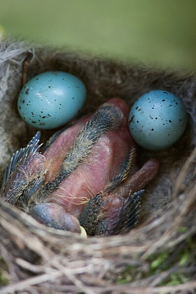 File:Turdus philomelos -Apenheul Primate Park, Netherlands -eggs and chick-8.jpg