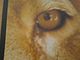 Eye of the Asiatic lion.