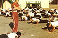 Daily physical training, boot camp, San Diego, 1980