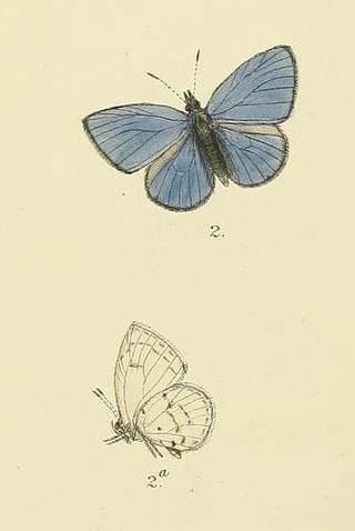 <i>Udara lanka</i> Species of butterfly