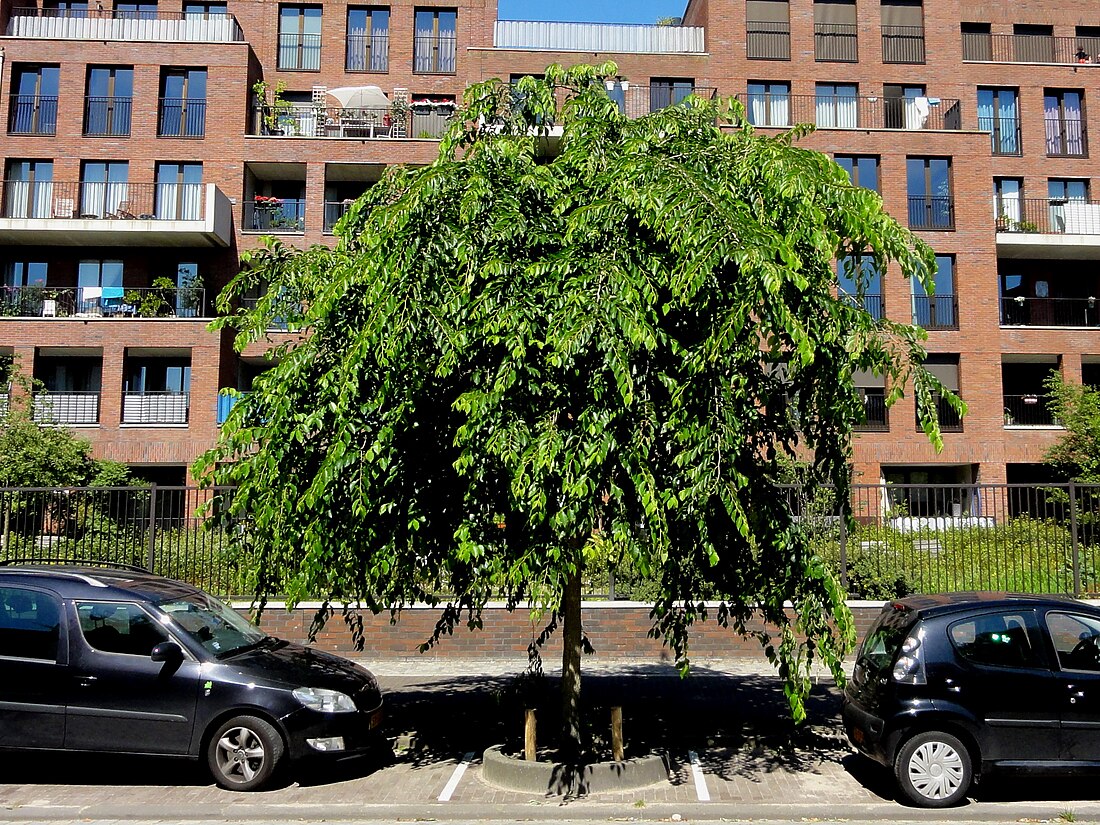 Ulmus 'Cathedral'