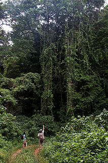 Chirinda Forest Botanical Reserve A forest reserve in eastern Zimbabwe