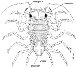 Uromunna sheltoni