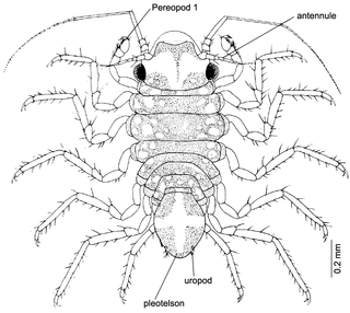 <i>Uromunna sheltoni</i> Species of crustacean