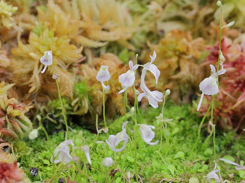 File:Utricularia sandersonii-IMG 0259.jpg