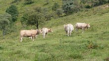 Vaches de race béarnaise au pâturage.jpg