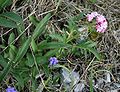 Knolliger Baldrian (Valeriana tuberosa)