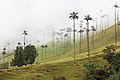 Hill with Wax Palms in Valle de Cocora