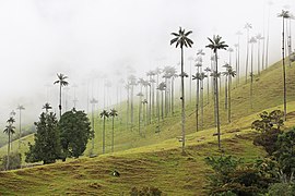 Ceroxylon quindiuense ✓