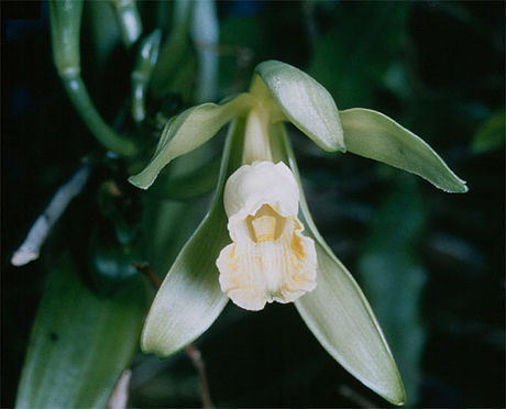 Vanille (Orchideen)