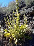 Miniatura para Verbascum nevadense