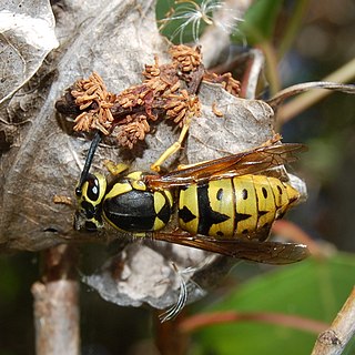 <i>Vespula pensylvanica</i> Species of wasp