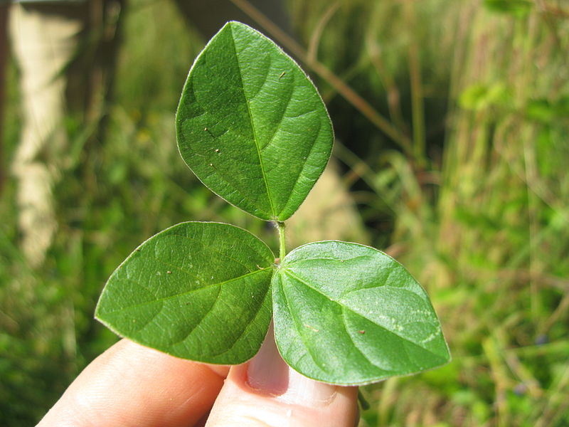 File:Vigna parkeri leaf3 (10737000283).jpg