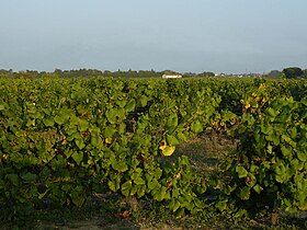 Illustrasjonsbilde av artikkelen Muscadet-Côtes-de-Grandlieu