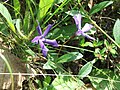 Vinca-herbacea4.jpg