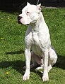 File:0Dogo-argentino-22122251920.jpg - Wikimedia Commons