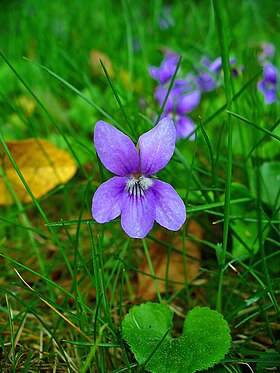 Viola reichenbachiana 002.jpg