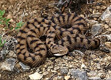 Víbora áspid en la región de Lorena, en Francia.