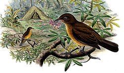 Vogelkop Bowerbird (cropped).jpg