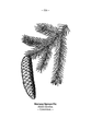 Picea abies (as syn. Abies excelsa) plate 154 in: Wayside and woodland blossoms, 1895 alternative