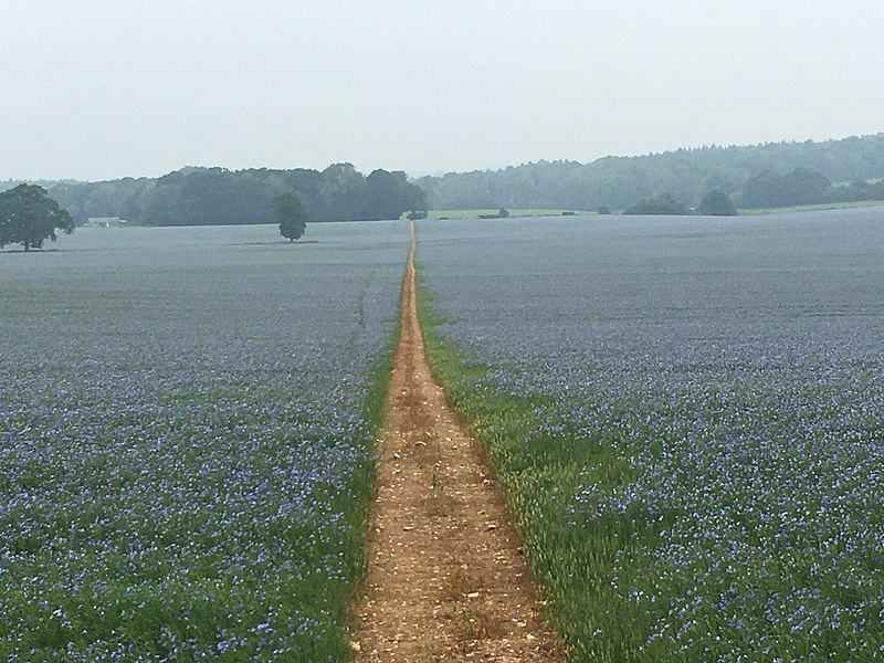 File:Warnford Chalk Plateau.jpg