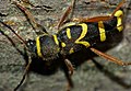 Wasp Beetle (Clytus arietis) (9084094913).jpg