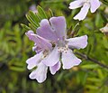 Westringia 'Wynyabbie Gem'