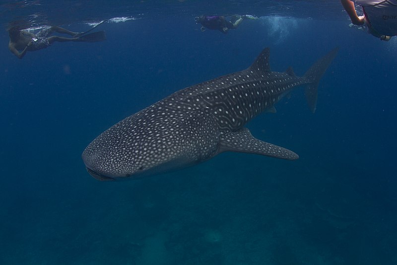 File:Whale shark Maldives.jpg