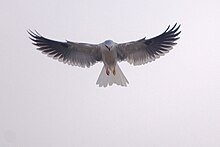 White-Tailed Kite.JPG