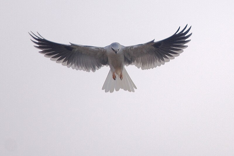 File:White-Tailed Kite.JPG