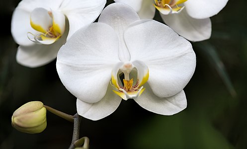 White Orchid