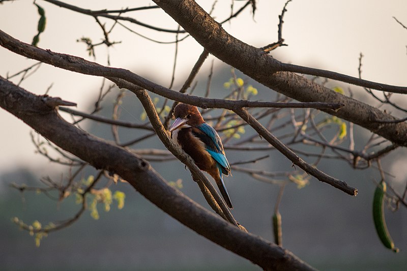 File:White breasted kingfisher with blue wings.jpg