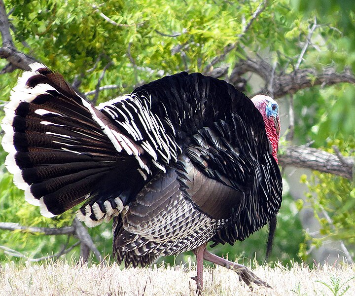 File:Wild Turkey (18375380489).jpg