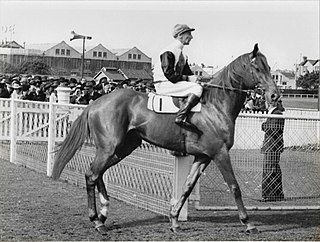 <span class="mw-page-title-main">Yaralla (horse)</span> Australian Thoroughbred racehorse