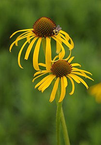 Echinacea paradoxa, by Derek Ramsey