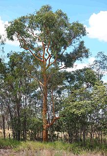 <i>Eucalyptus similis</i> Species of eucalyptus