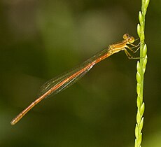 Young female